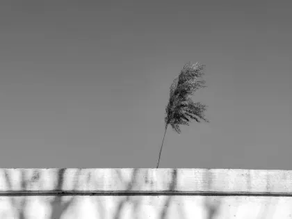 Jazz Kazino Mobilioji programa